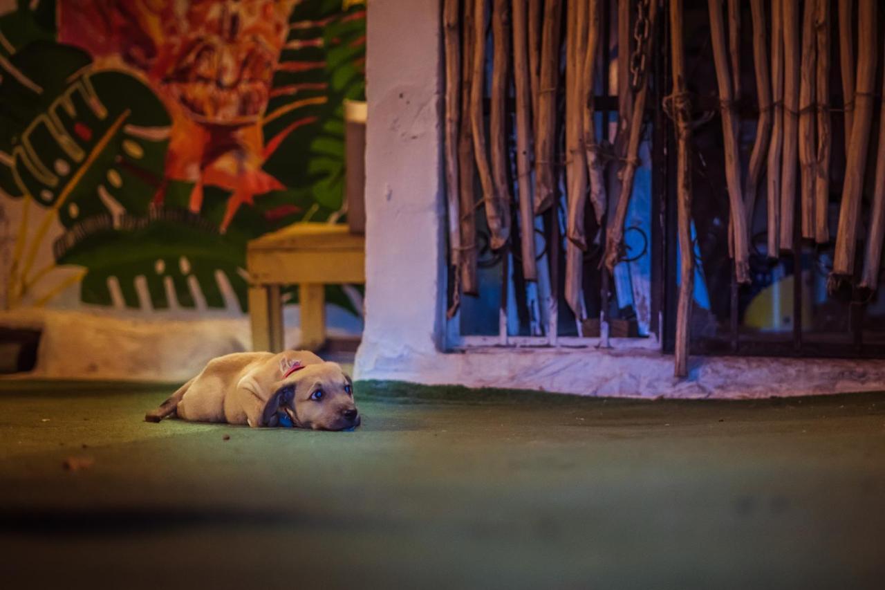 Day Tripper Hostel Tulum Exterior photo